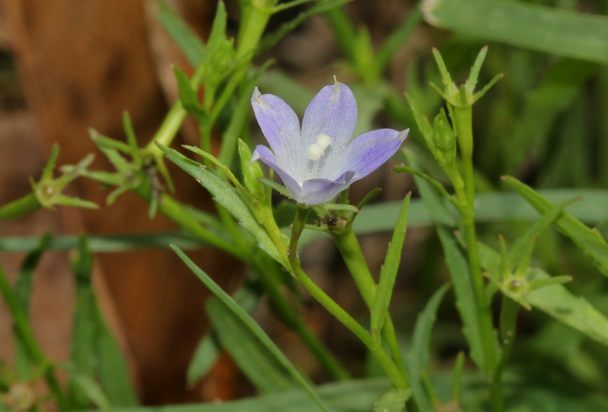 Gunillaea rhodesica