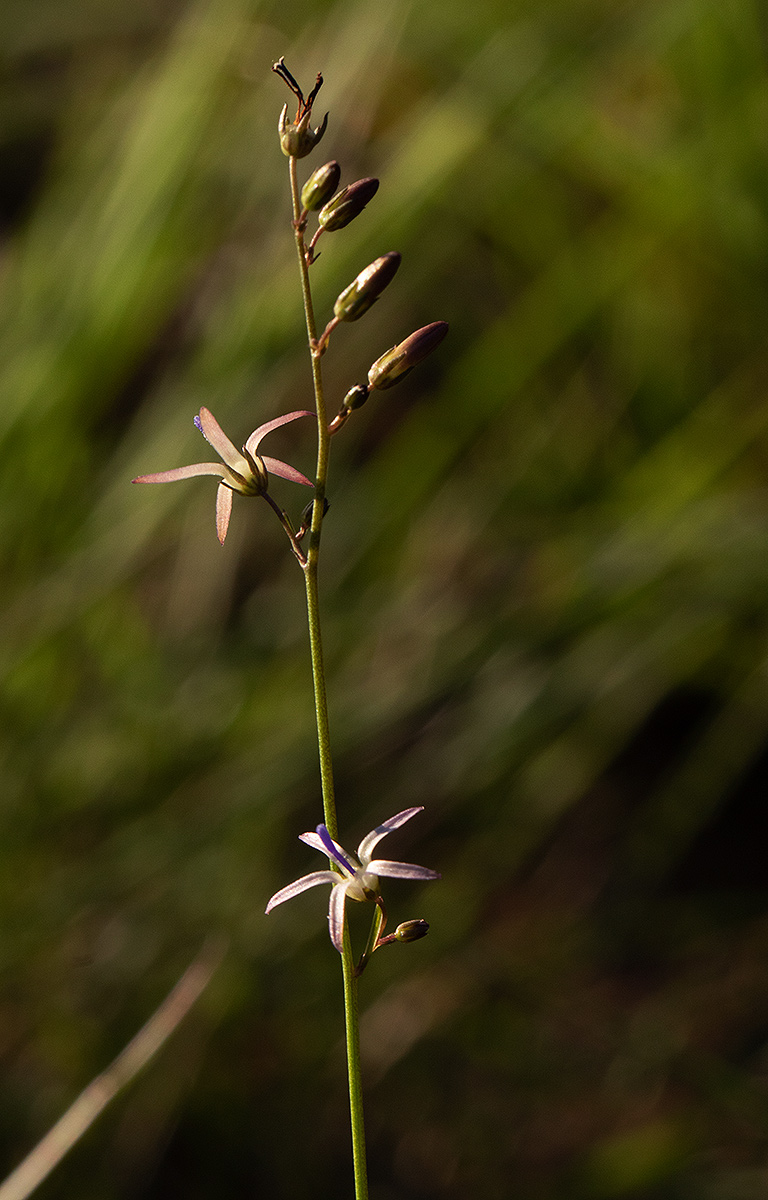 Wahlenbergia abyssinica