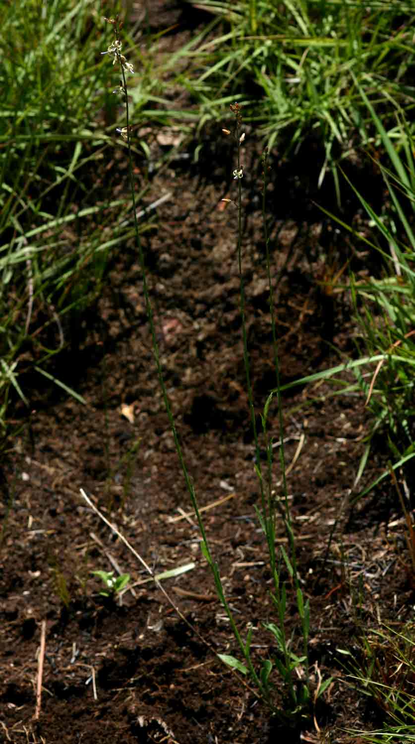 Wahlenbergia abyssinica