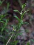 Wahlenbergia abyssinica