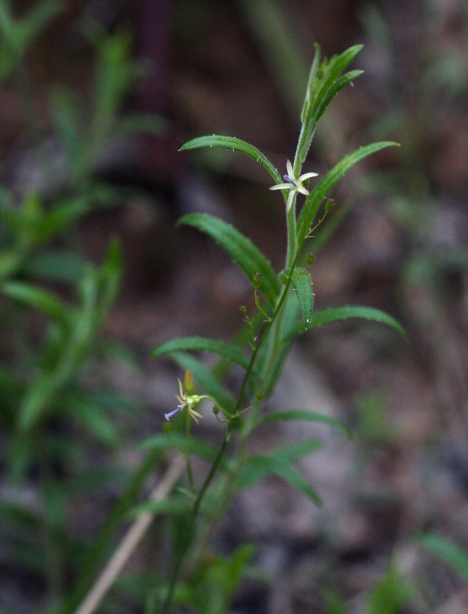 Wahlenbergia abyssinica