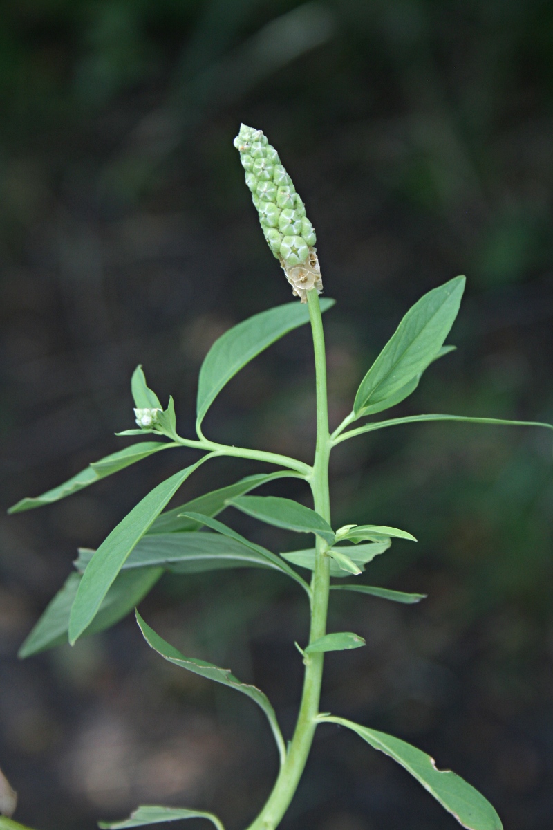 Sphenoclea zeylanica