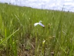 Lobelia welwitschii