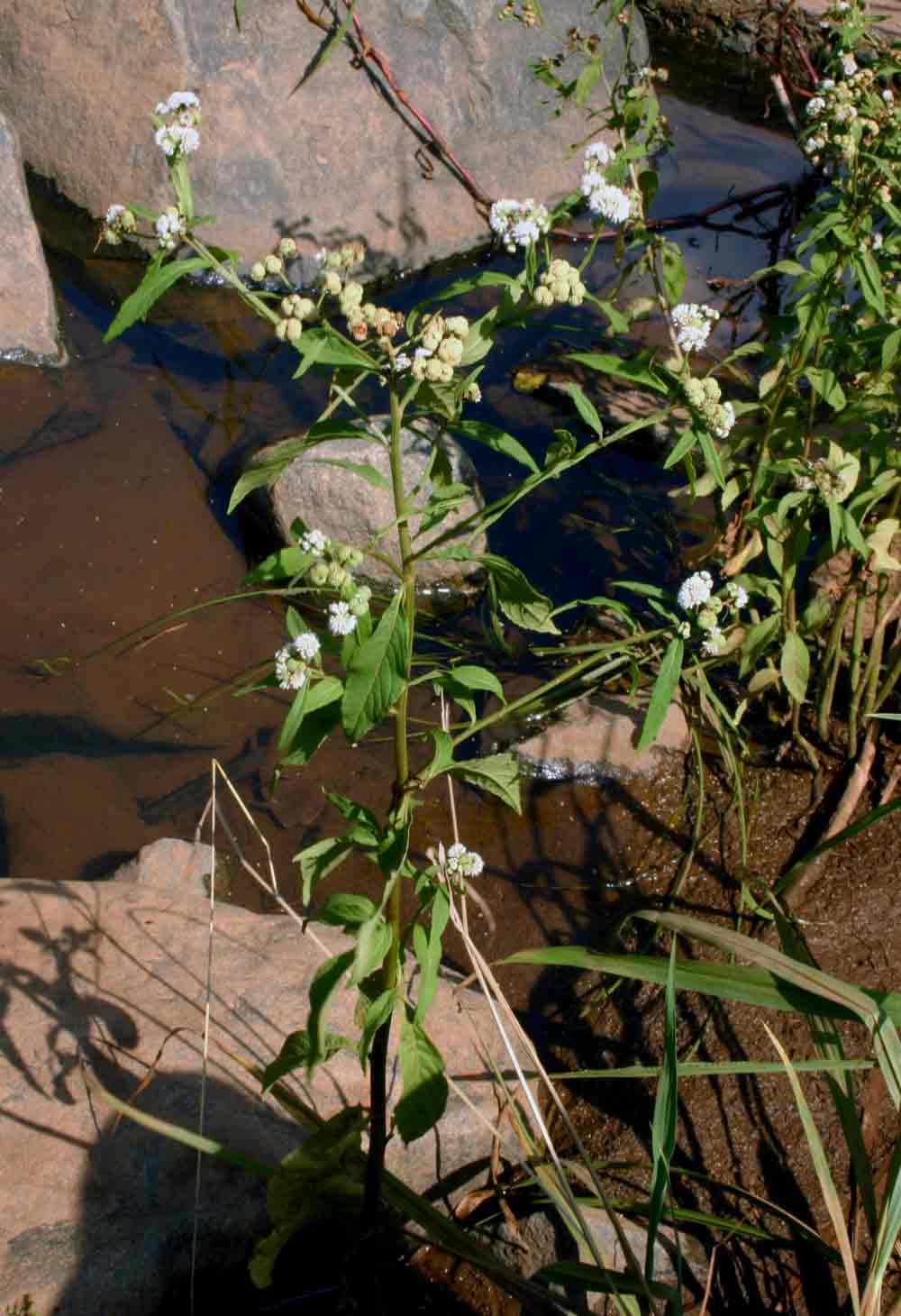 Ethulia conyzoides subsp. conyzoides