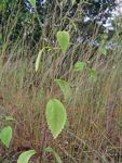 Bothriocline laxa
