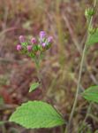 Bothriocline laxa