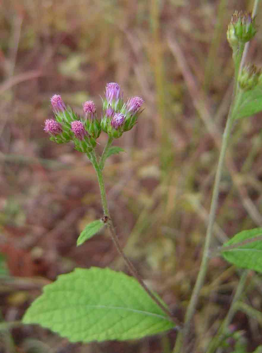 Bothriocline laxa