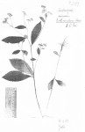 Bothriocline laxa