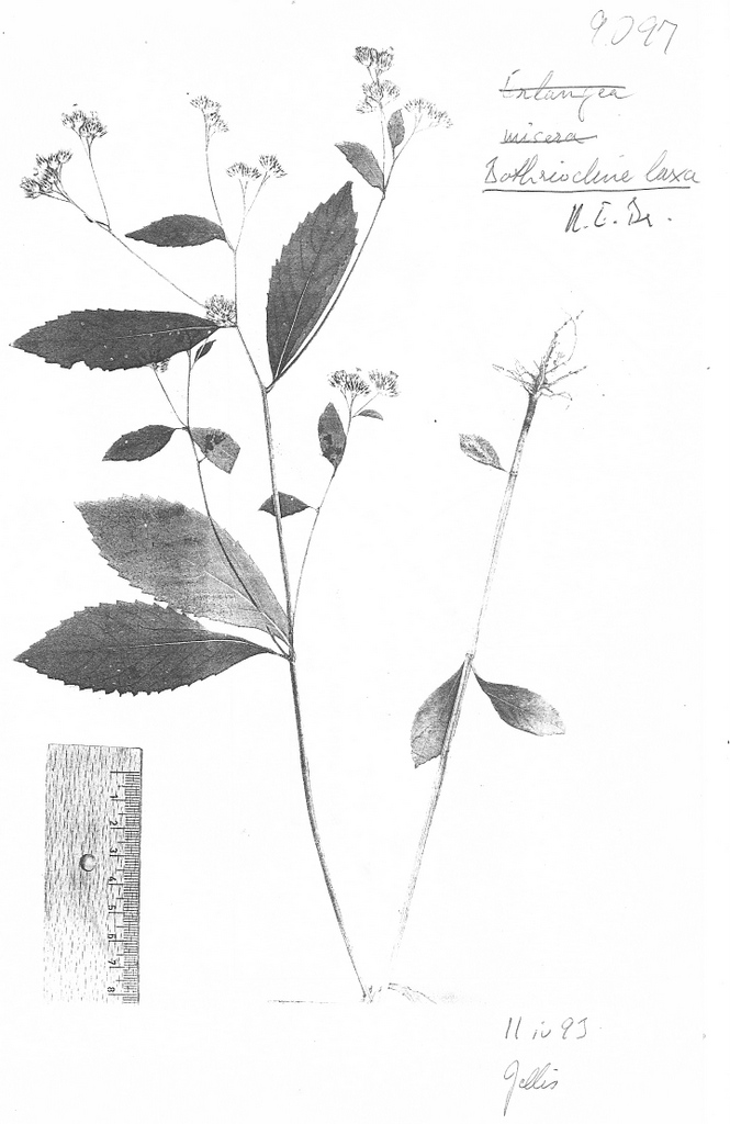 Bothriocline laxa
