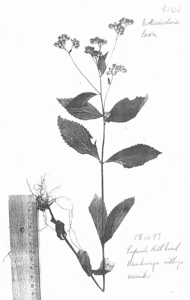 Bothriocline laxa