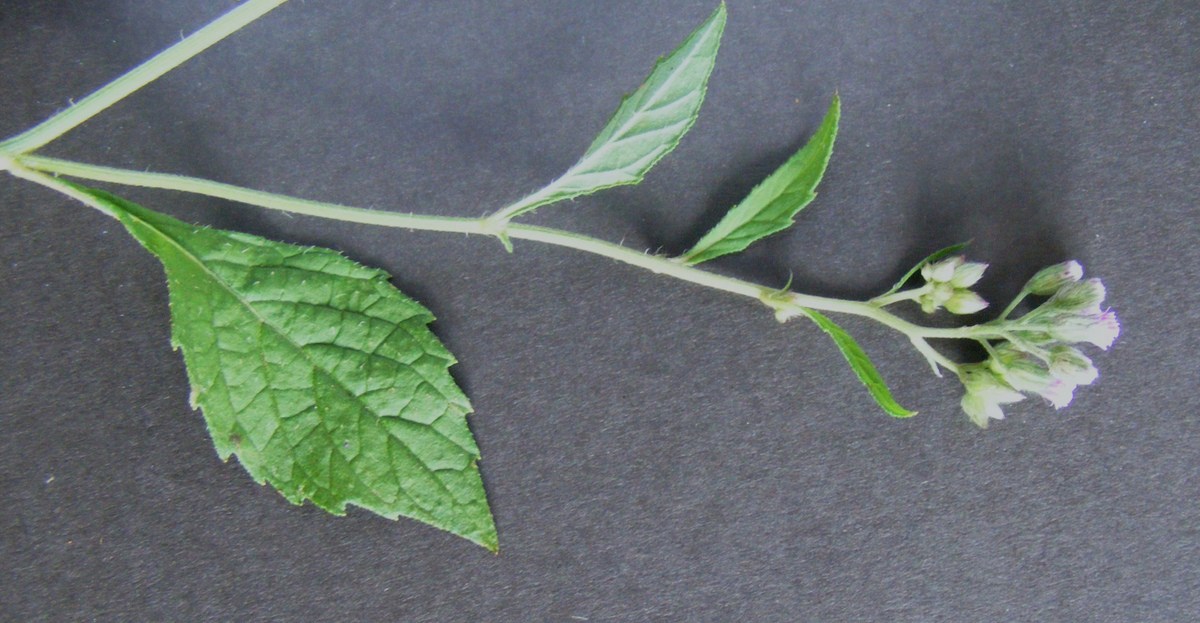 Bothriocline laxa Bothriocline laxa