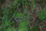 Bothriocline laxa