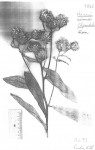 Vernonia filipendula