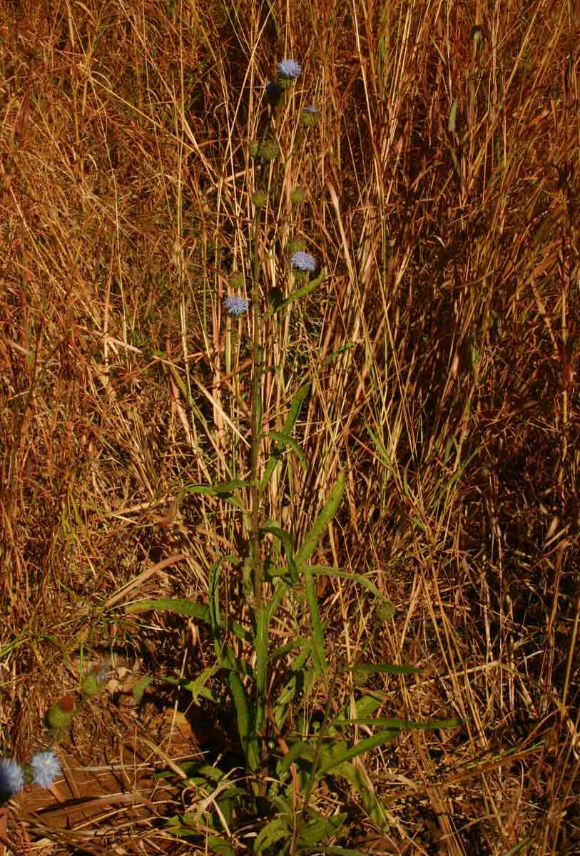 Vernonia melleri