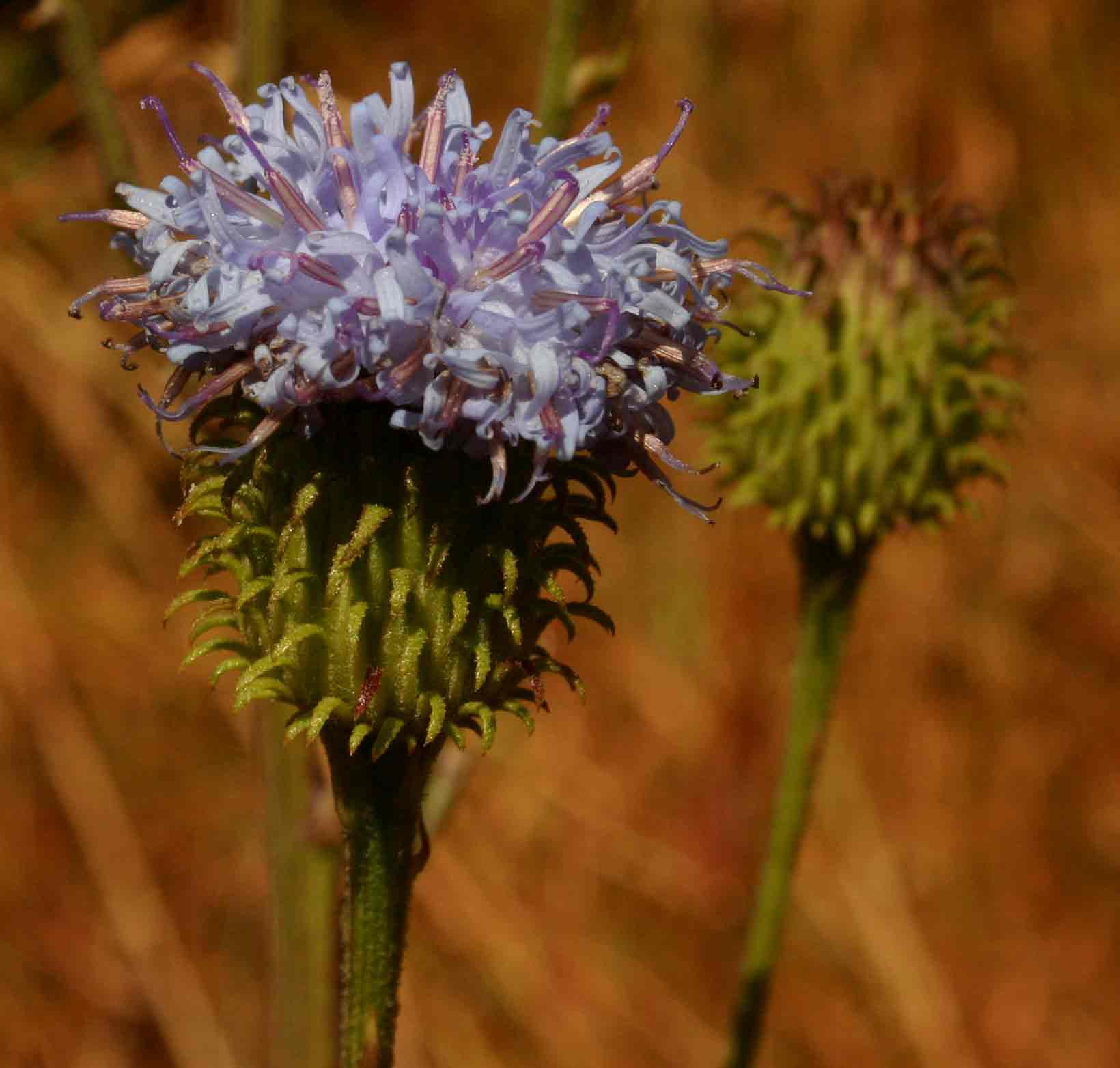 Vernonia melleri