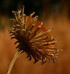Vernonia melleri