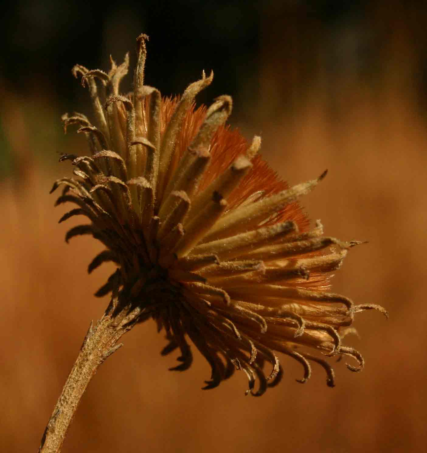 Vernonia melleri