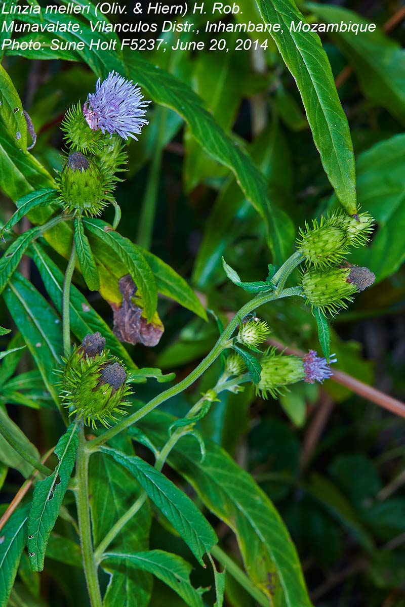 Vernonia melleri