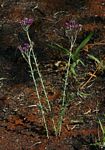Vernonia elaeagnoides