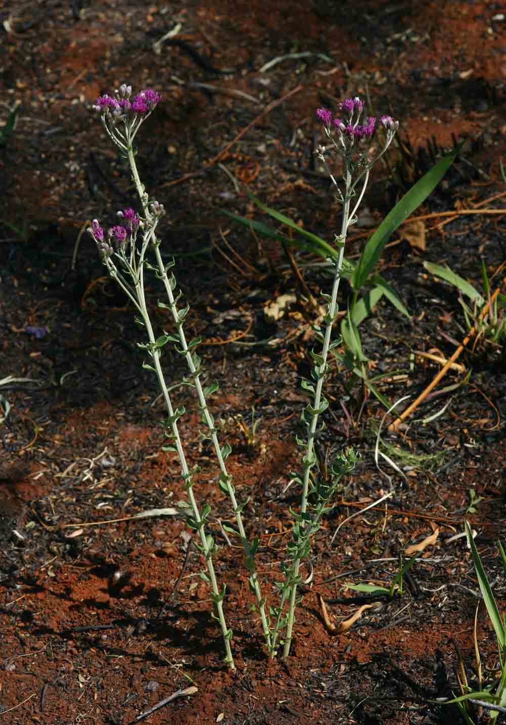 Vernonia elaeagnoides Vernonia elaeagnoides
