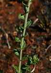 Vernonia elaeagnoides