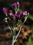 Vernonia elaeagnoides