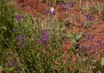 Vernonia elaeagnoides