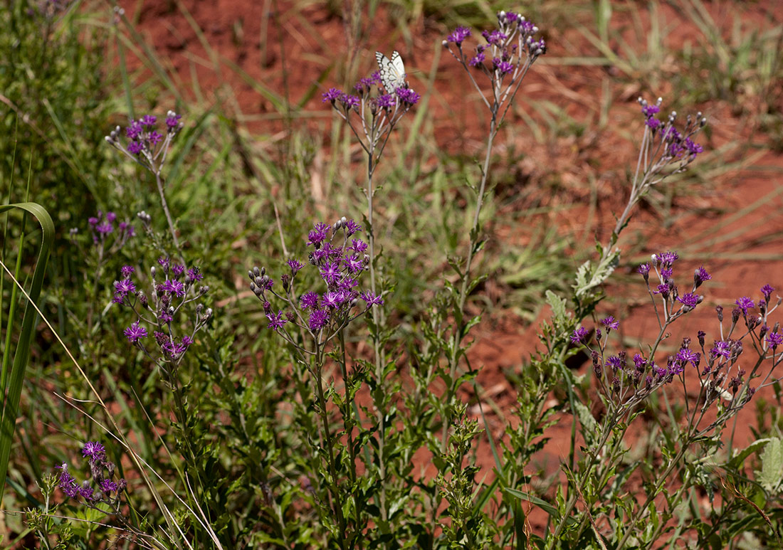 Vernonia elaeagnoides