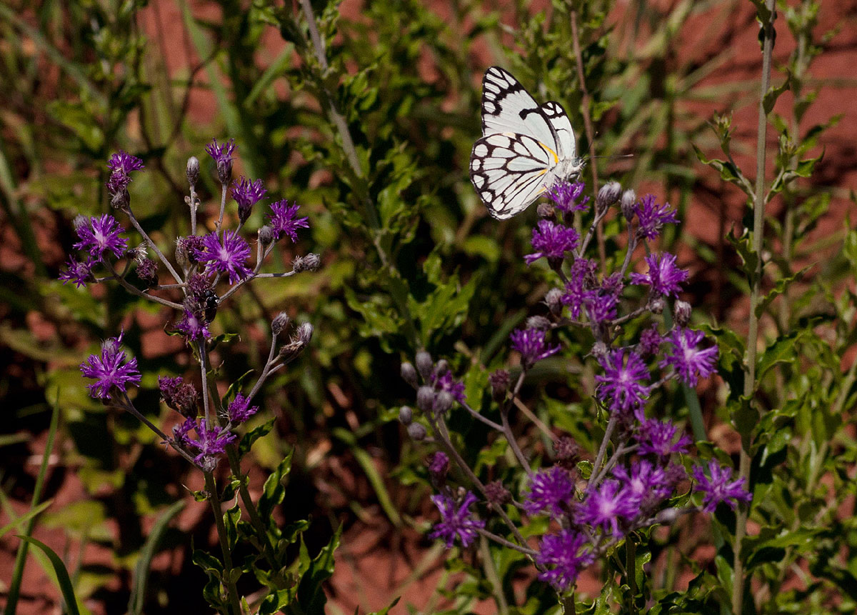 Vernonia elaeagnoides