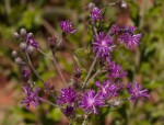 Vernonia elaeagnoides