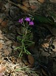 Crystallopollen angustifolium