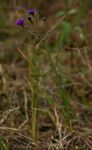 Crystallopollen angustifolium