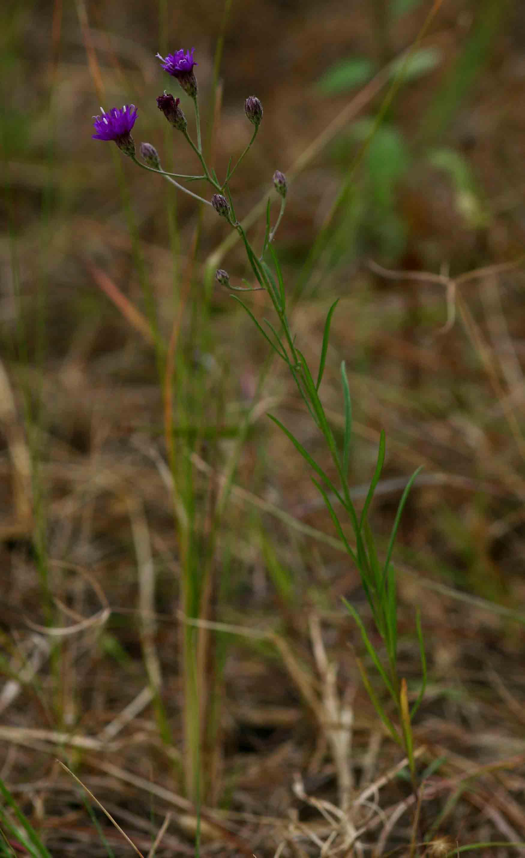 Crystallopollen angustifolium Crystallopollen angustifolium