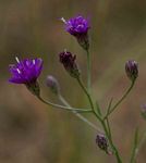 Crystallopollen angustifolium