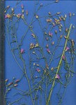 Crystallopollen angustifolium