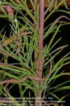 Crystallopollen angustifolium