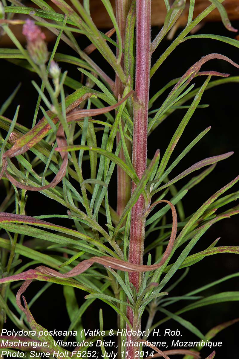Crystallopollen angustifolium Crystallopollen angustifolium
