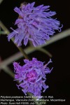 Crystallopollen angustifolium