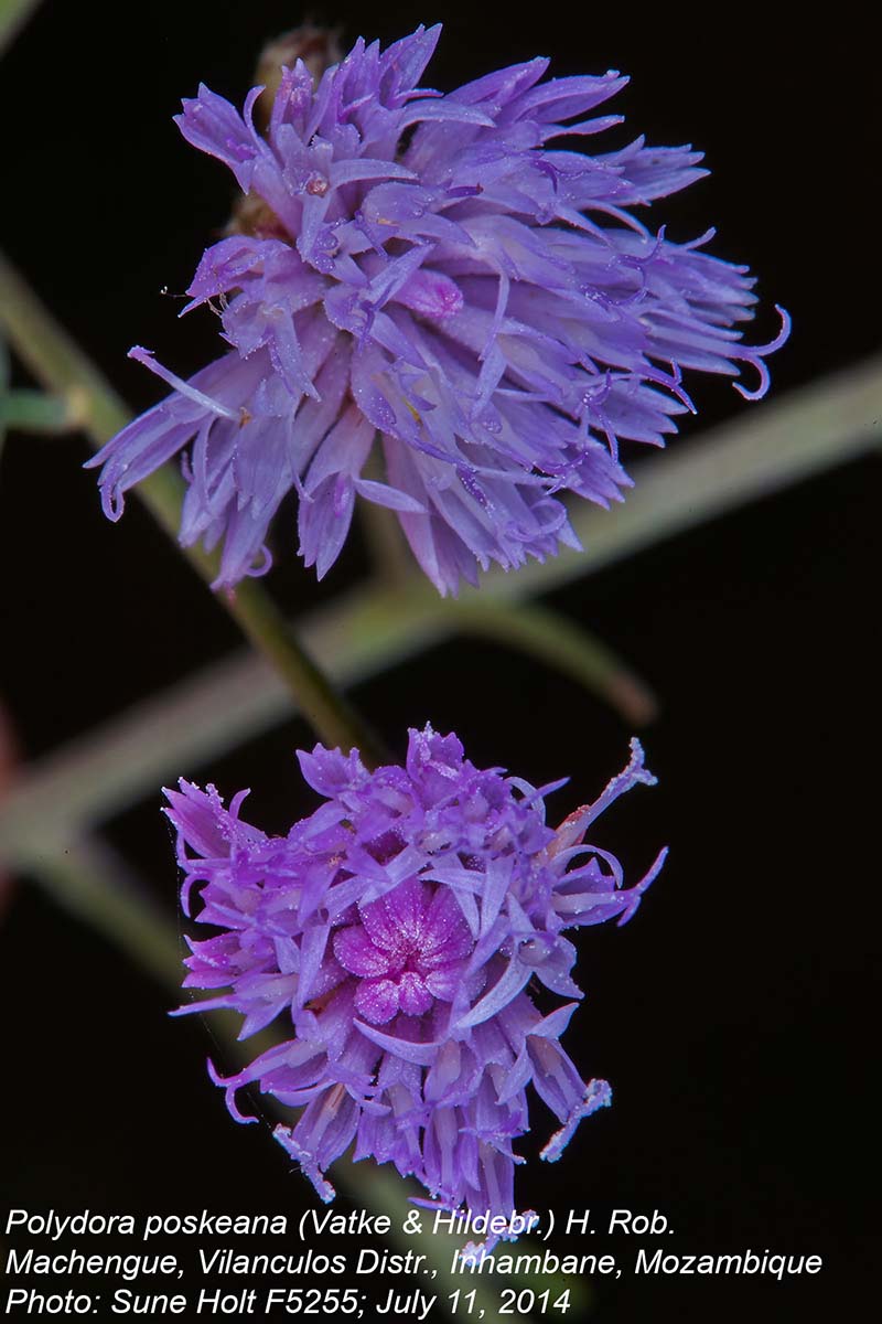 Crystallopollen angustifolium Crystallopollen angustifolium