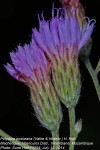 Crystallopollen angustifolium
