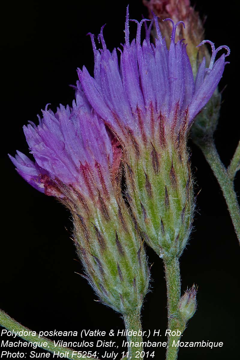 Crystallopollen angustifolium Crystallopollen angustifolium