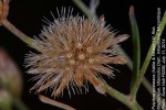 Crystallopollen angustifolium
