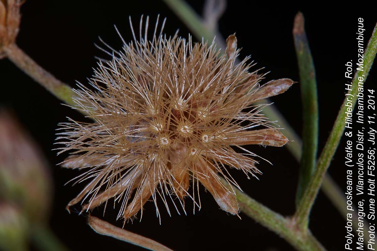 Crystallopollen angustifolium Crystallopollen angustifolium