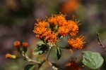 Distephanus divaricatus