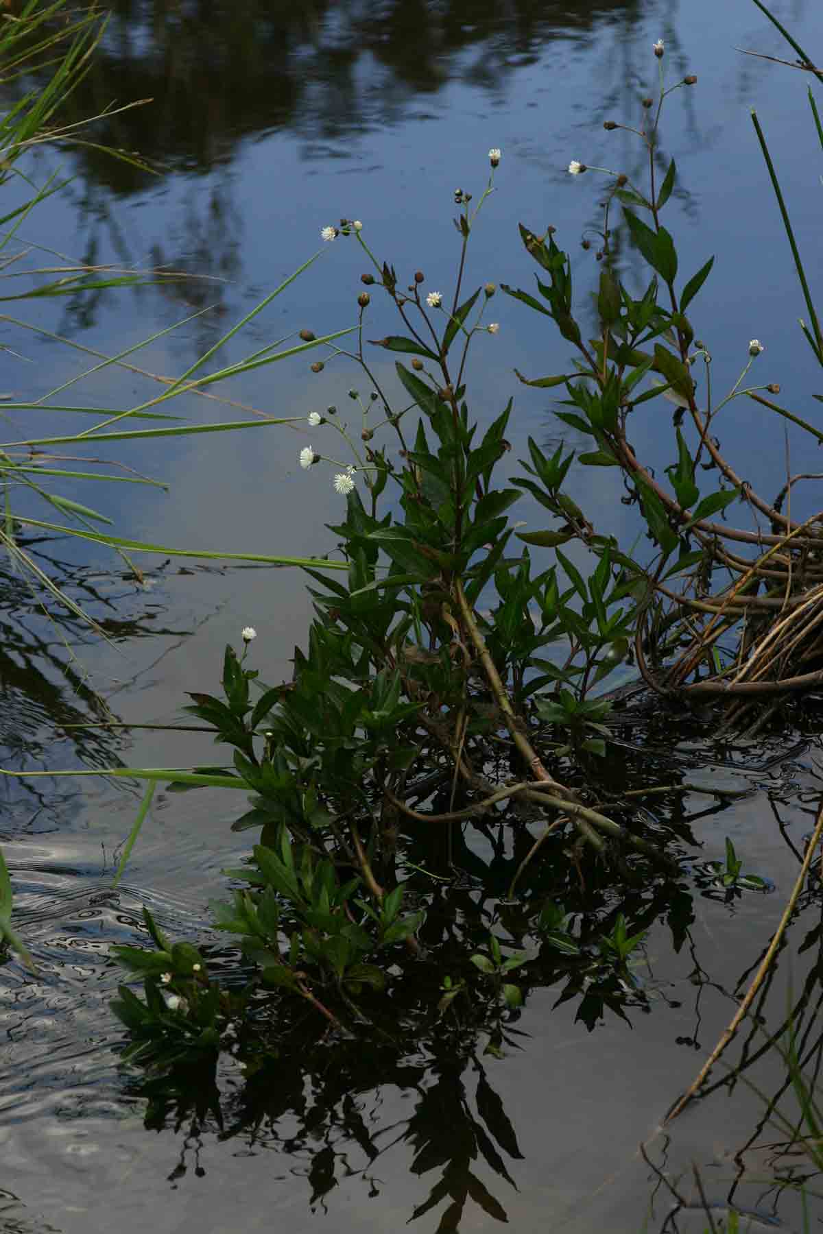 Adenostemma afrum