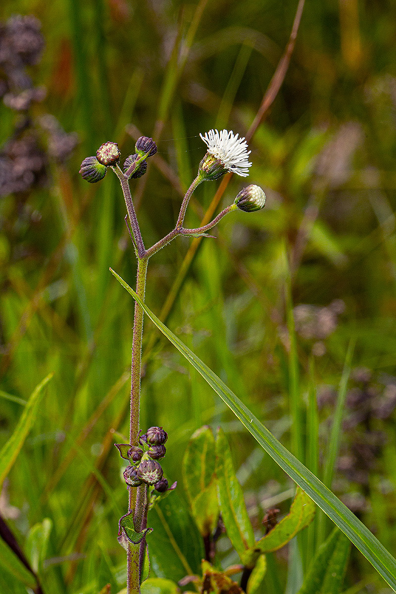 Adenostemma afrum