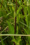Adenostemma afrum