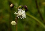 Adenostemma afrum