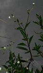 Adenostemma afrum