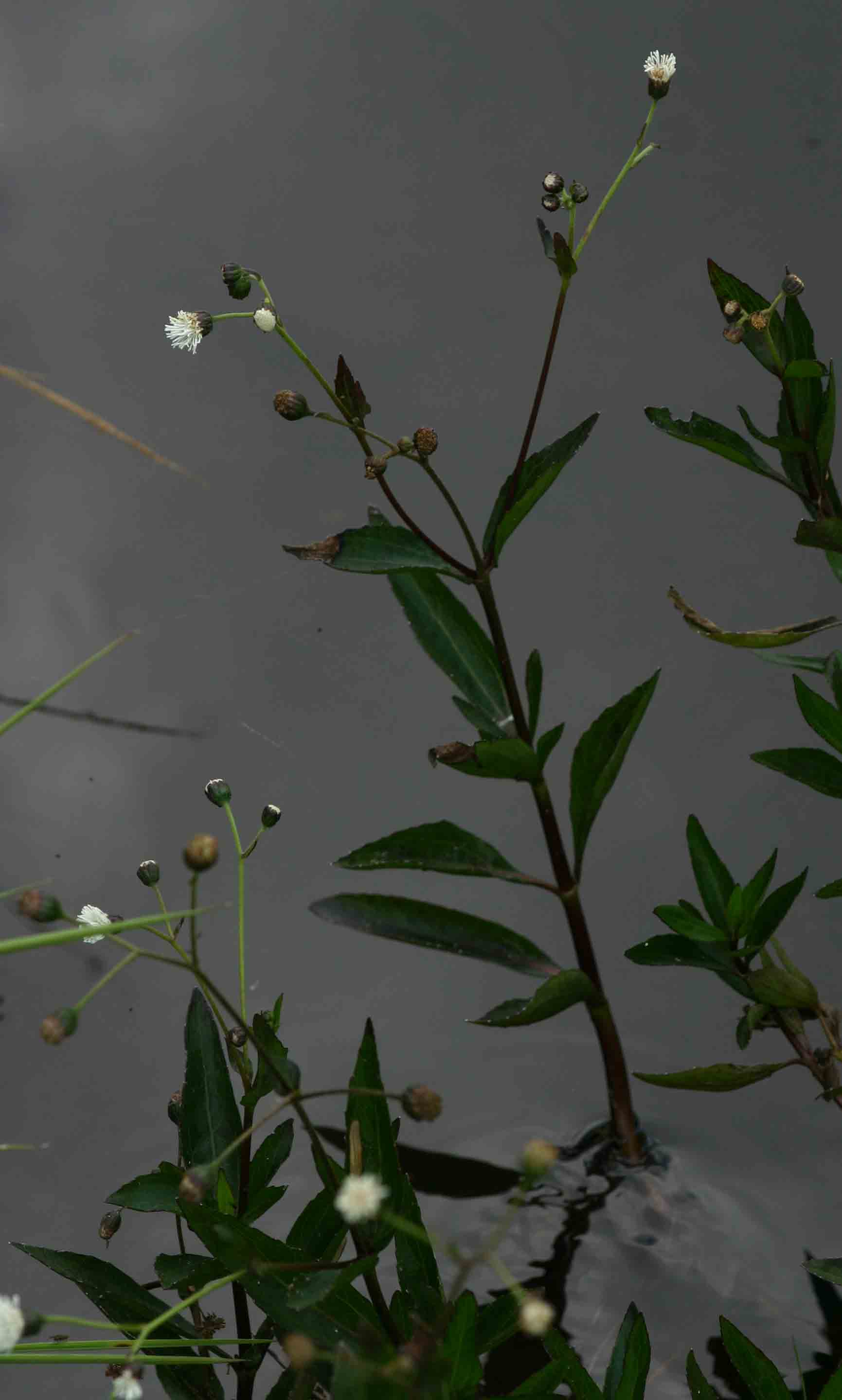 Adenostemma afrum